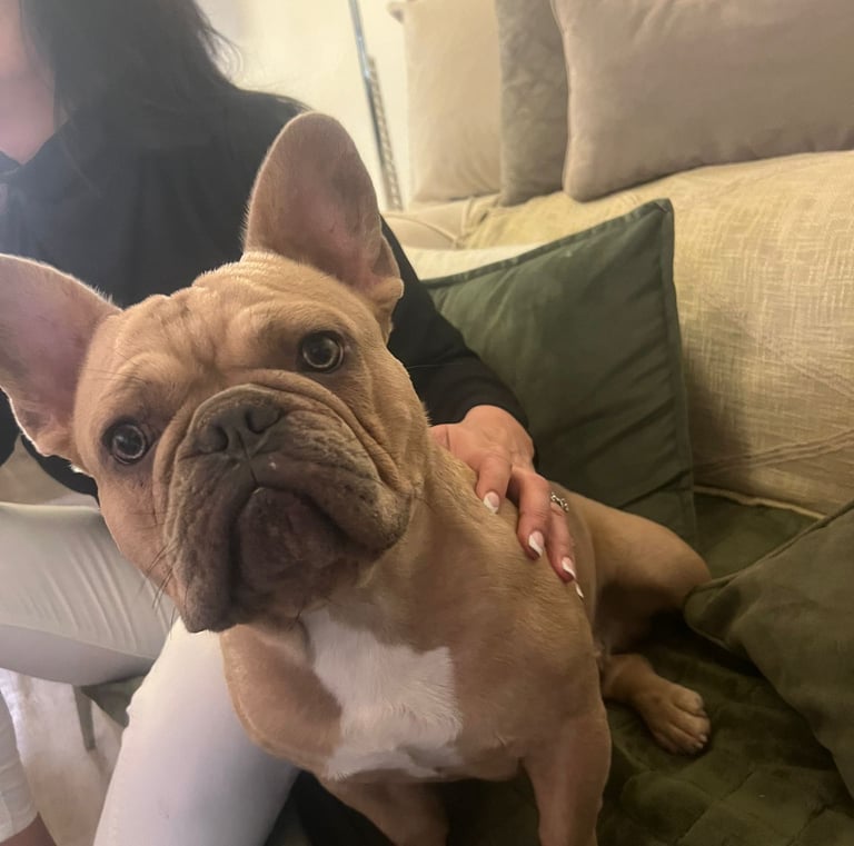 Bouledogue français lilac fawn 