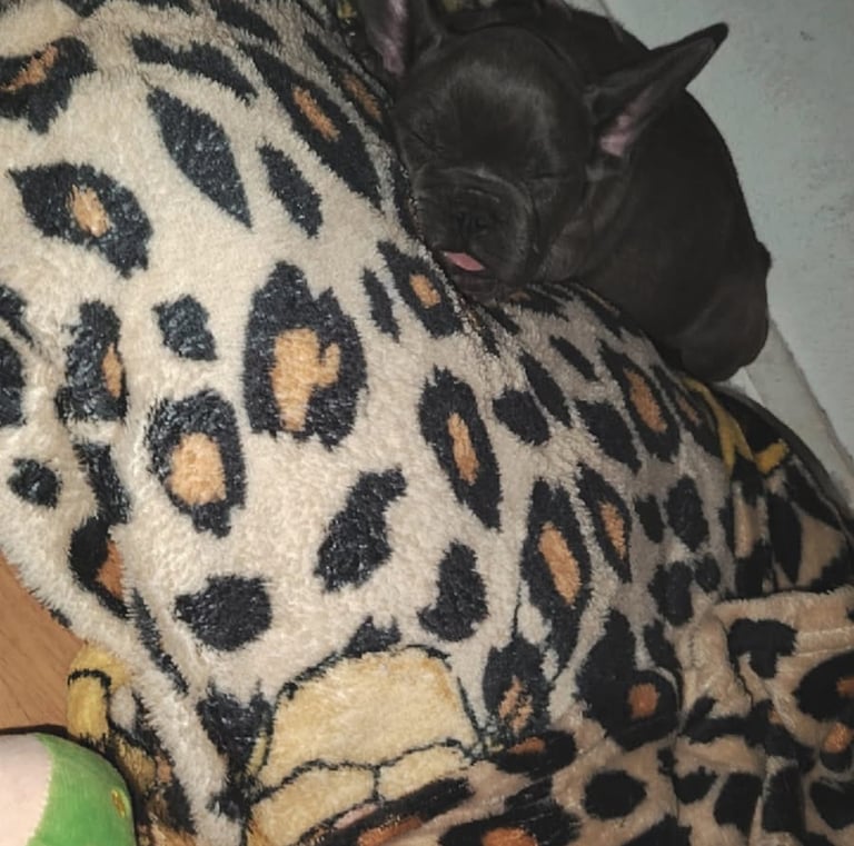 Adorable dark grey French Bulldog puppy sleeping soundly on a leopard print plush blanket.
