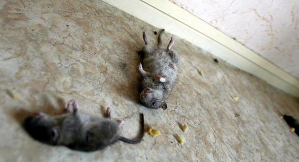 Résultat d’une intervention contre les rats dans un sous-sol à Giromagny ( Belfort) safezzy