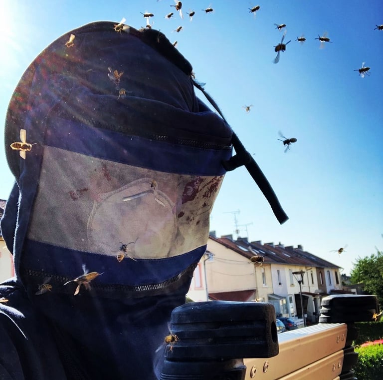 attaque et destruction de frelons asiatiques à Valdoie (Territoire d