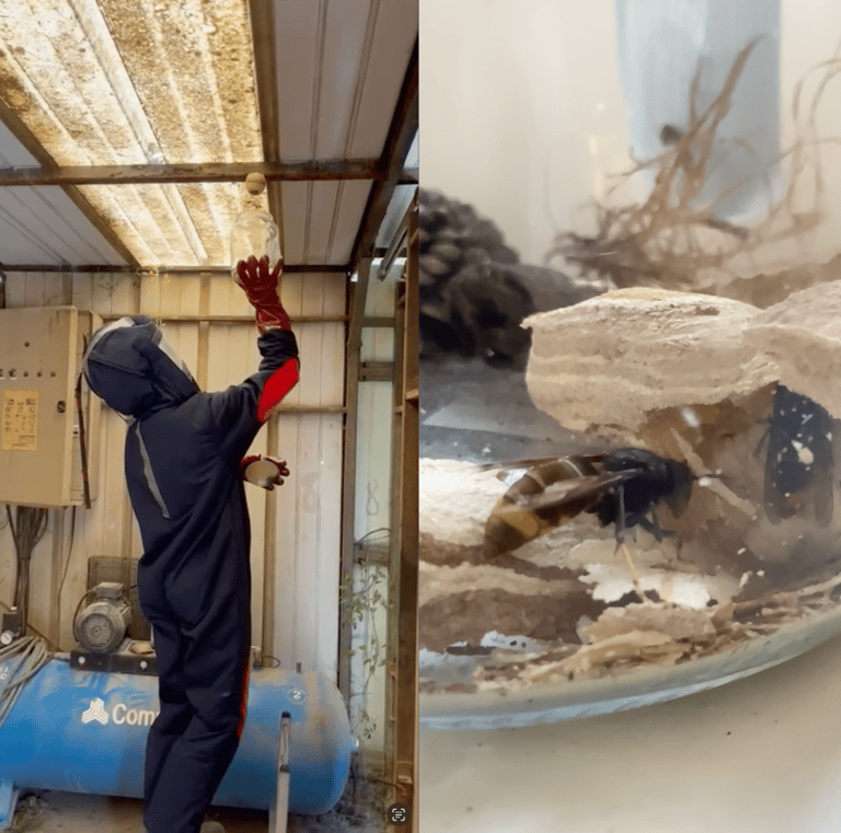 Pose d’un piège à frelons dans un local industriel à Delle (Territoire de Belfort) Safezzy