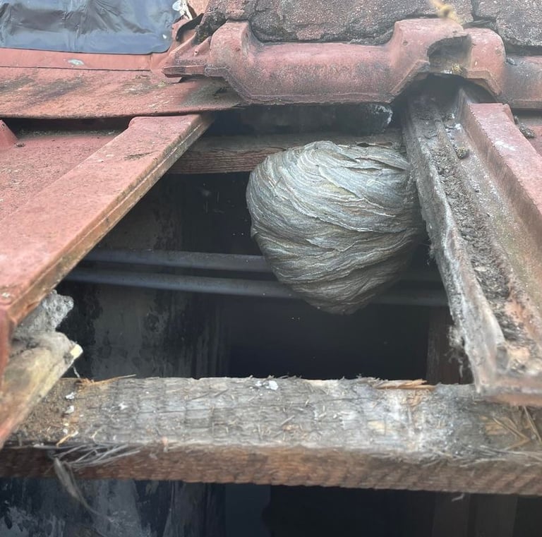 Nid de frelons découvert sous une toiture ancienne à Dannemarie (Haut-Rhin), traitement safezzy