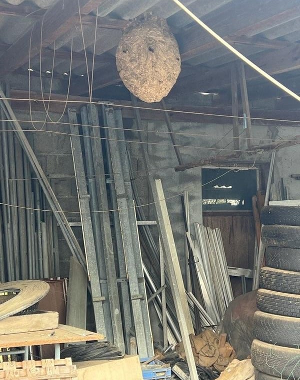 Destruction d’un nid de frelons suspendu dans un hangar agricole à Beaucourt (Territoire de Belfort)