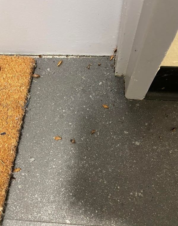 Résidus d'infestation de cafards éliminés à l'entrée d’un logement à kingersheim (Haut-Rhin)