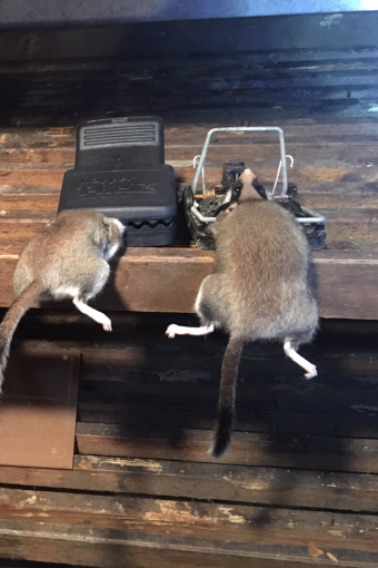 Éradication de rats à Dannemarie (Haut-Rhin) avec pièges mécaniques placés dans un garage infesté