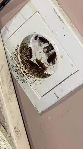 Infestation sur blattes dans une cuisine à Cernay, traitement rapide effectué par Safezzy