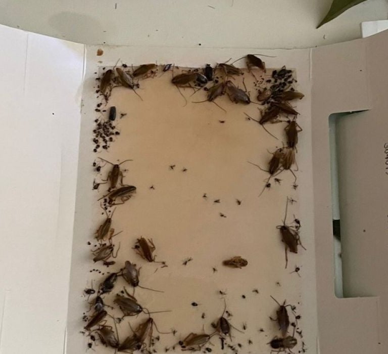 Plaque de détection remplie de cafards dans un appartement à Rixheim (Haut-Rhin), avant traitement