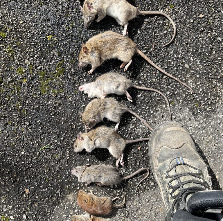 Rats éliminés à Illzach (Haut-Rhin) lors d’une opération de dératisation dans un secteur agricole
