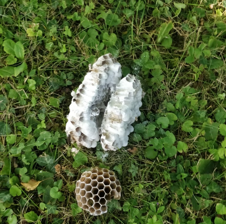 Vestiges de nids de guêpes détruits au sol après intervention à Rixheim (Haut-Rhin)