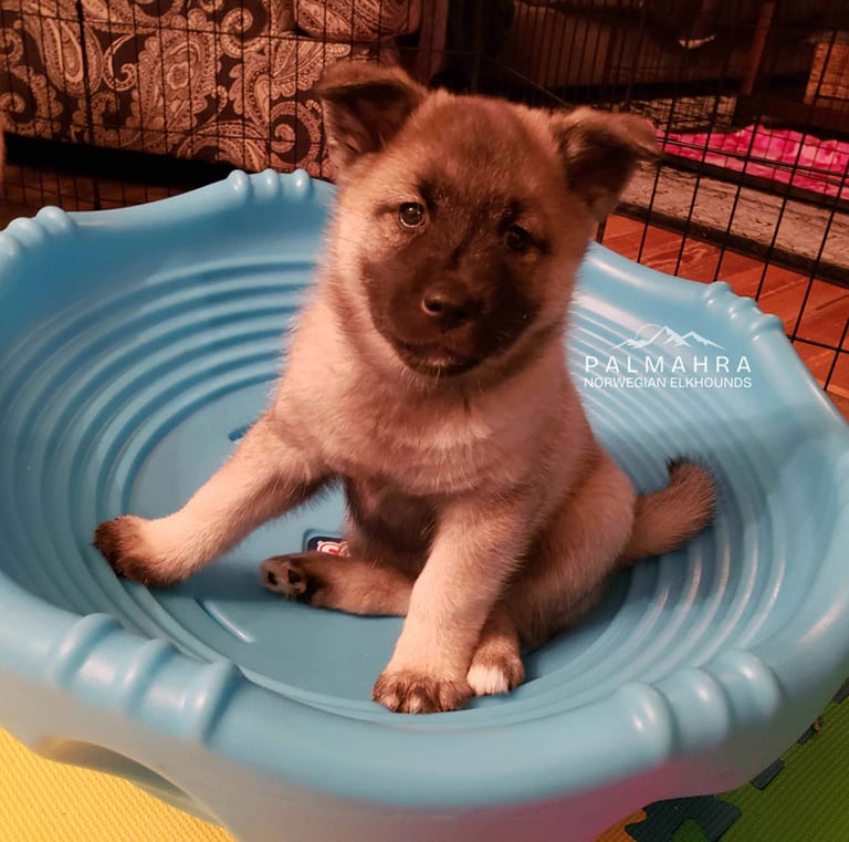 Norwegian Elkhound puppy in enrichment activity