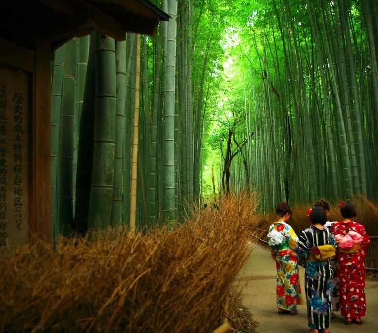 Bamboo forest, Kyoto 