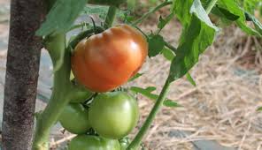 tomates frescos de lac huerta los mejores para las recetas de tomates juanlu
