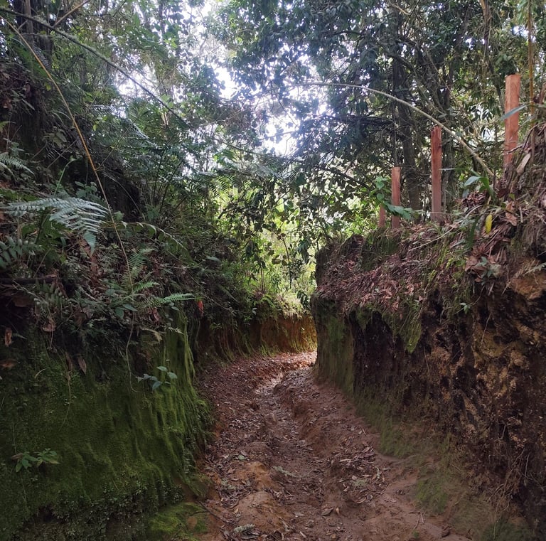 Tramo de camino real en Anzoátegui, patrimonio cultural vivo
