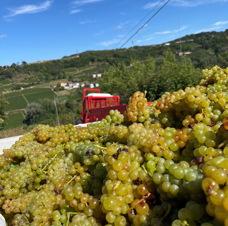 Druiven oogst