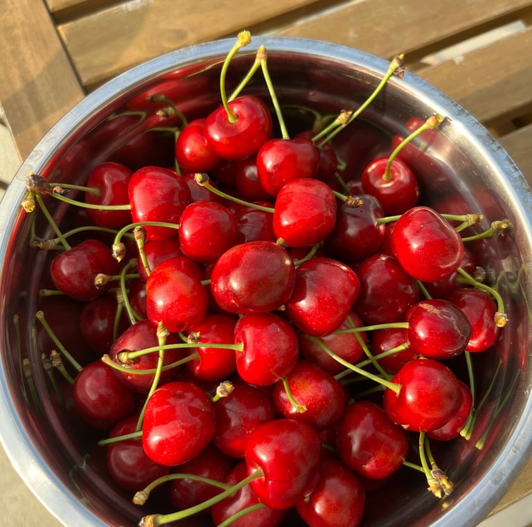 Kersen oogst voor de jam