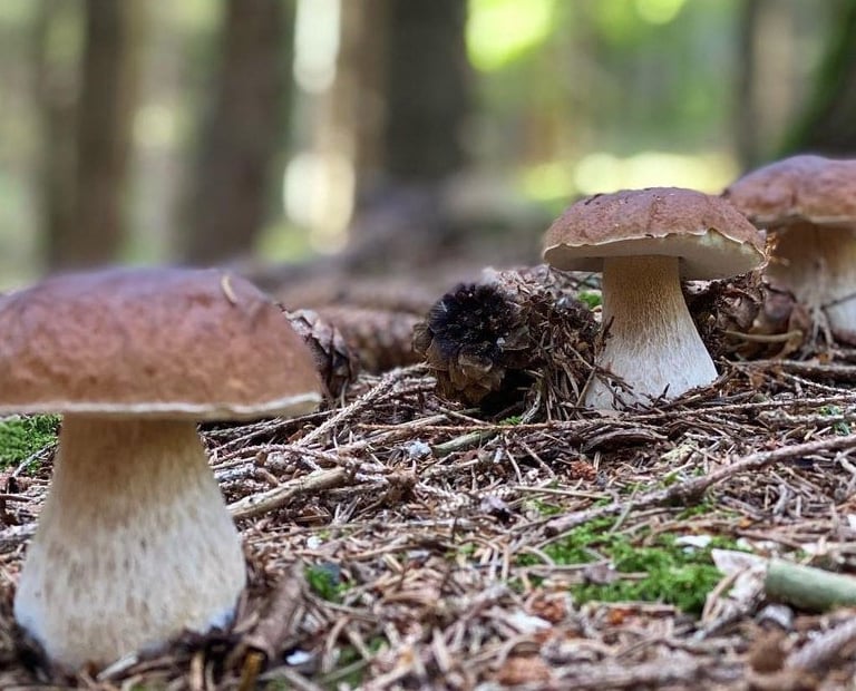 Les cèpes de Bordeaux, scientifiquement connus sous le nom de Boletus edulis