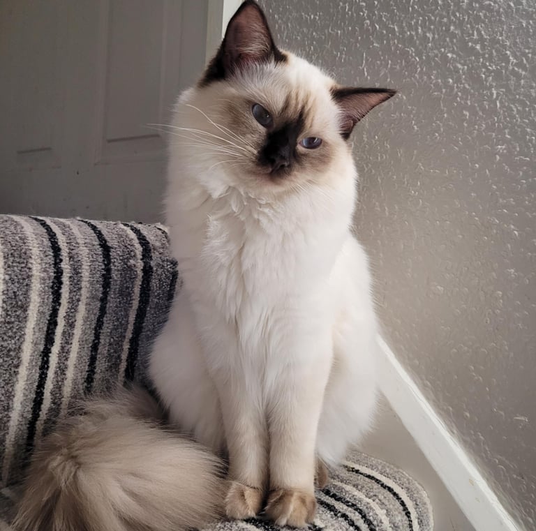 Ragdoll, Kitten, Cat, Queen