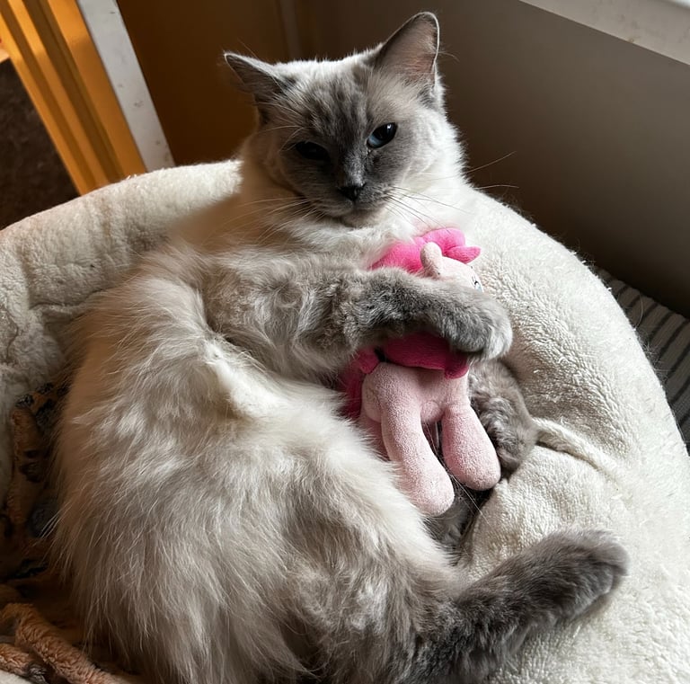 Ragdoll, Kitten, Cat, Queen