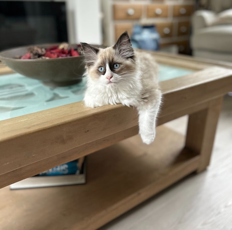 Ragdoll, Kitten, Cat, Queen