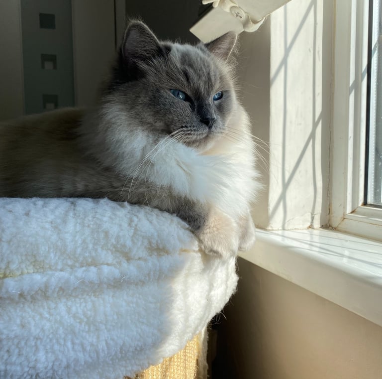 Ragdoll, Kitten, Cat, Queen