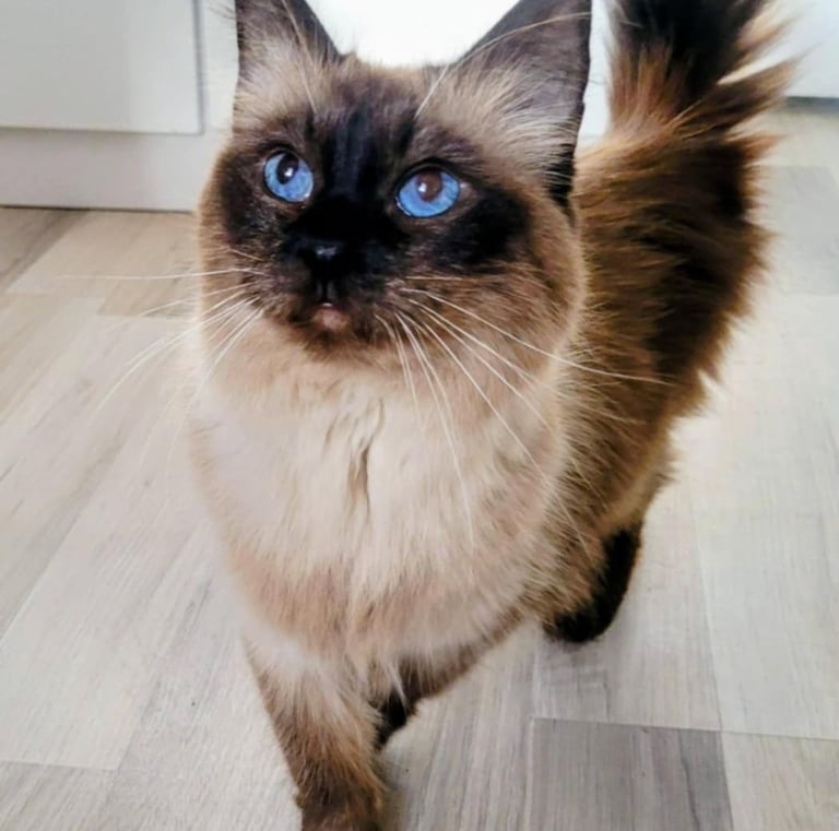 Ragdoll, Kitten, Cat, Queen