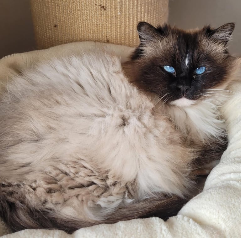 Ragdoll, Kitten, Cat, Queen