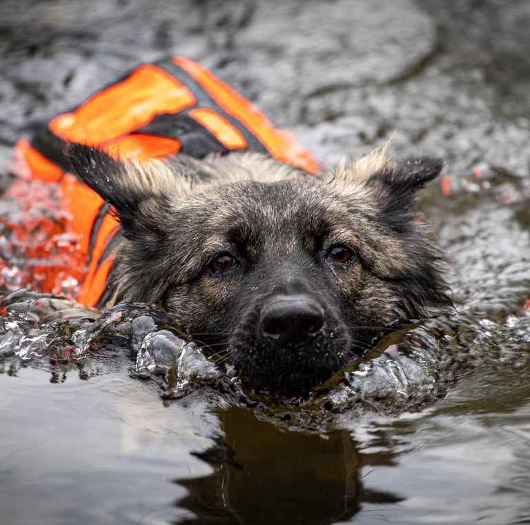 Aqua school chez Dog's Learning dans le calvados