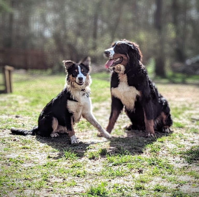 Cours collectif éducation canine chez dog's learning dans le calvados