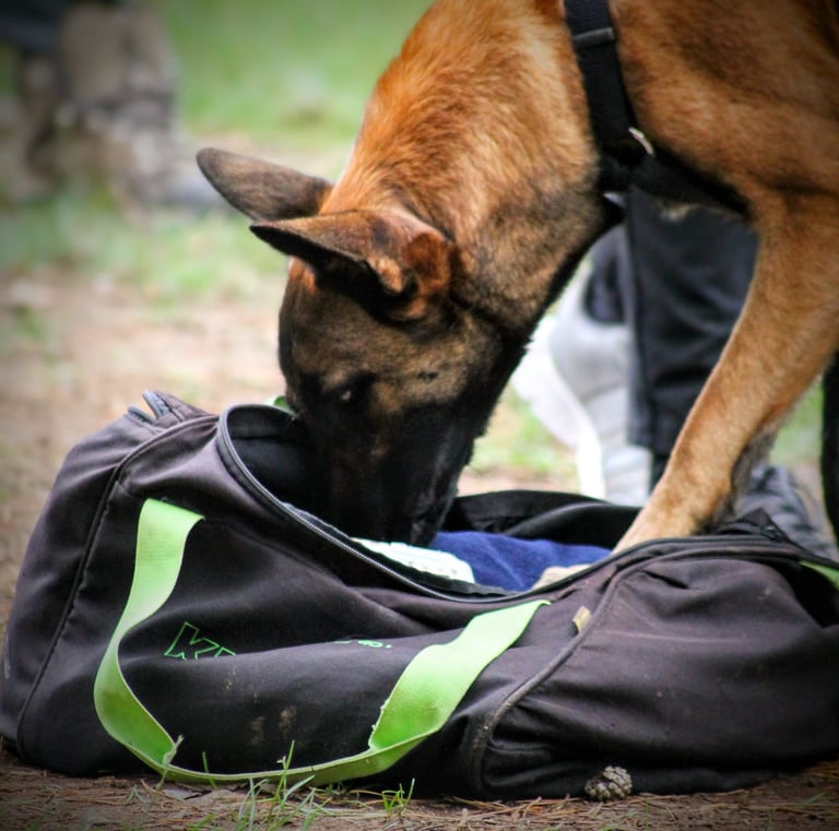 Nosework chez dog's Learning dans le Calvados