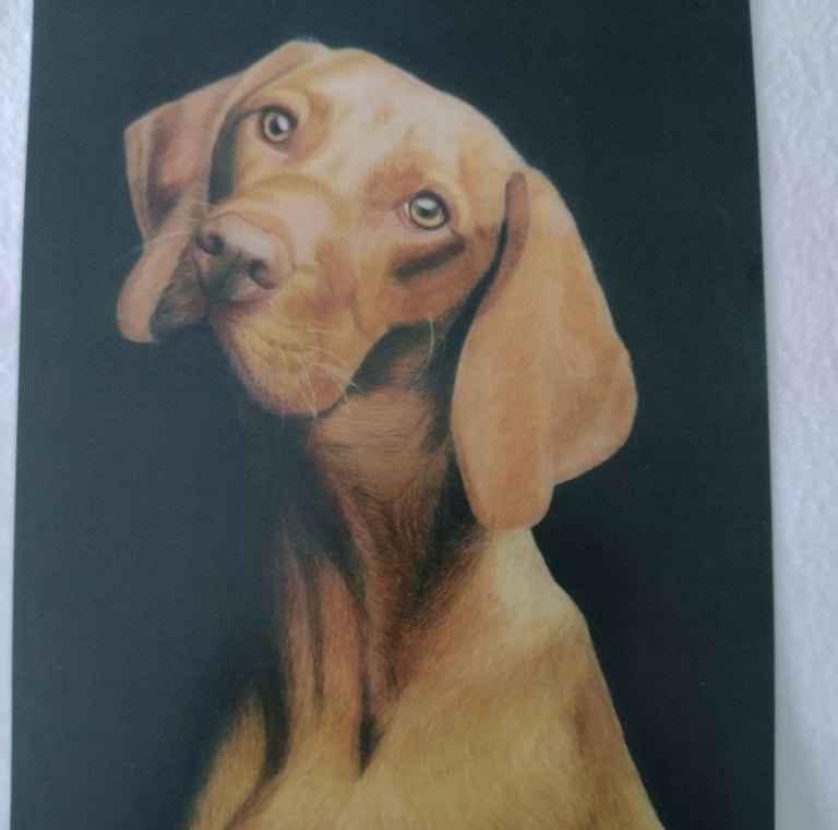 a tan pointer dog with its head tilted with a black background