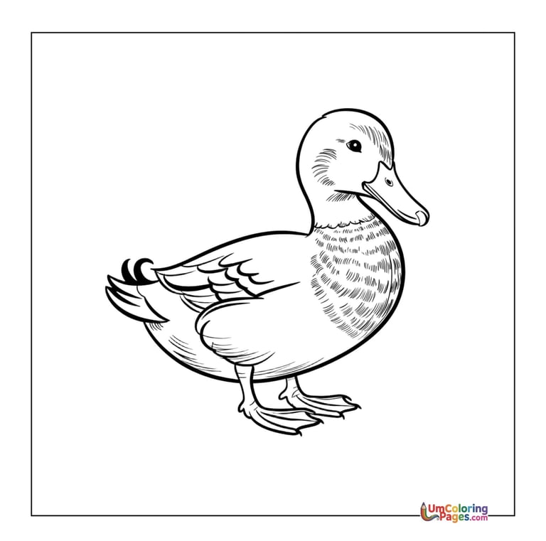  duck coloring page printable