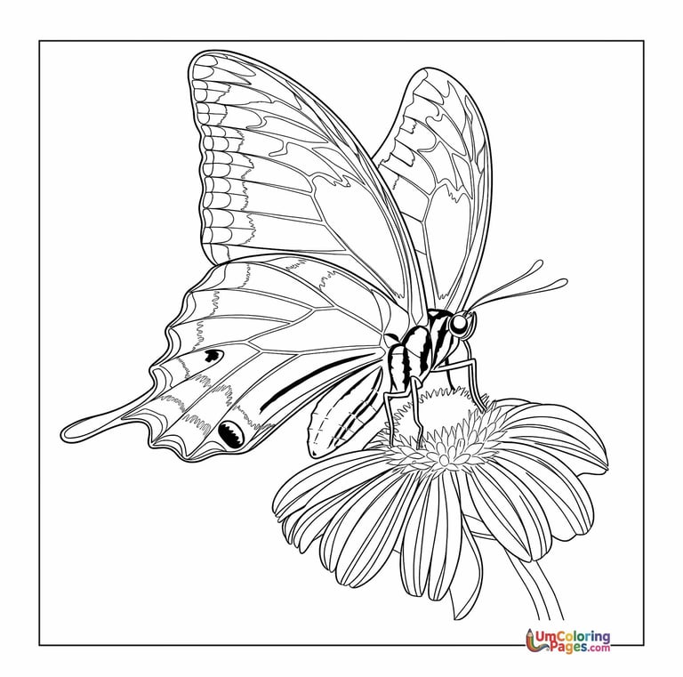 Free butterfly coloring sheet flying insect for kids