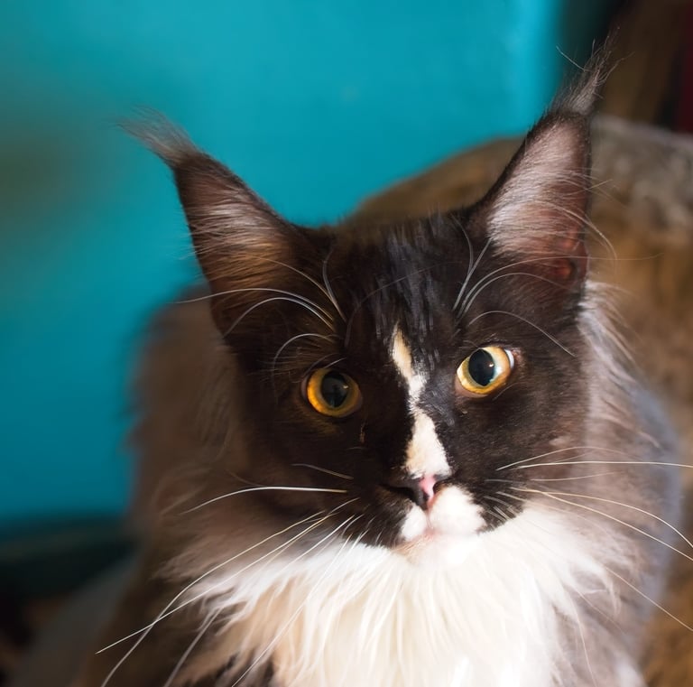 Arod Bashabas Clan's male maine coon besancon à 5 mois
