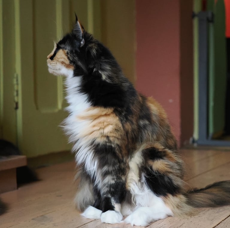 rose-fondation-maine-coon