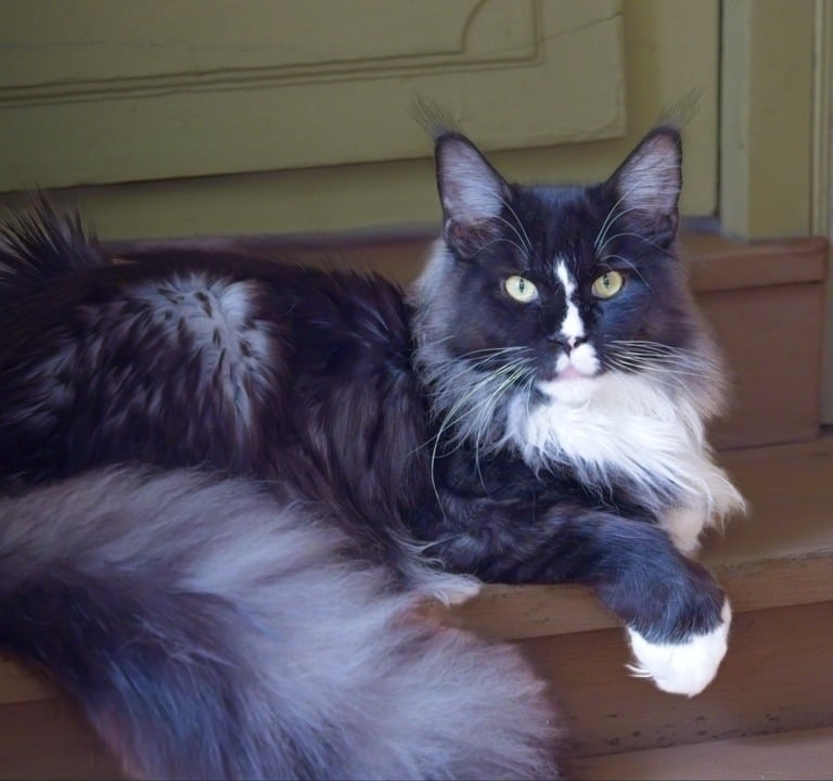Arod Bashabas Clan's male maine coon besancon