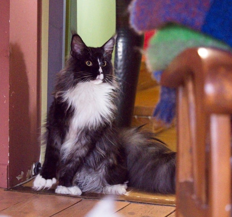 Arod Bashabas Clan's male maine coon besancon