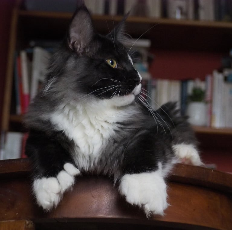 Arod Bashabas Clan's male maine coon besancon