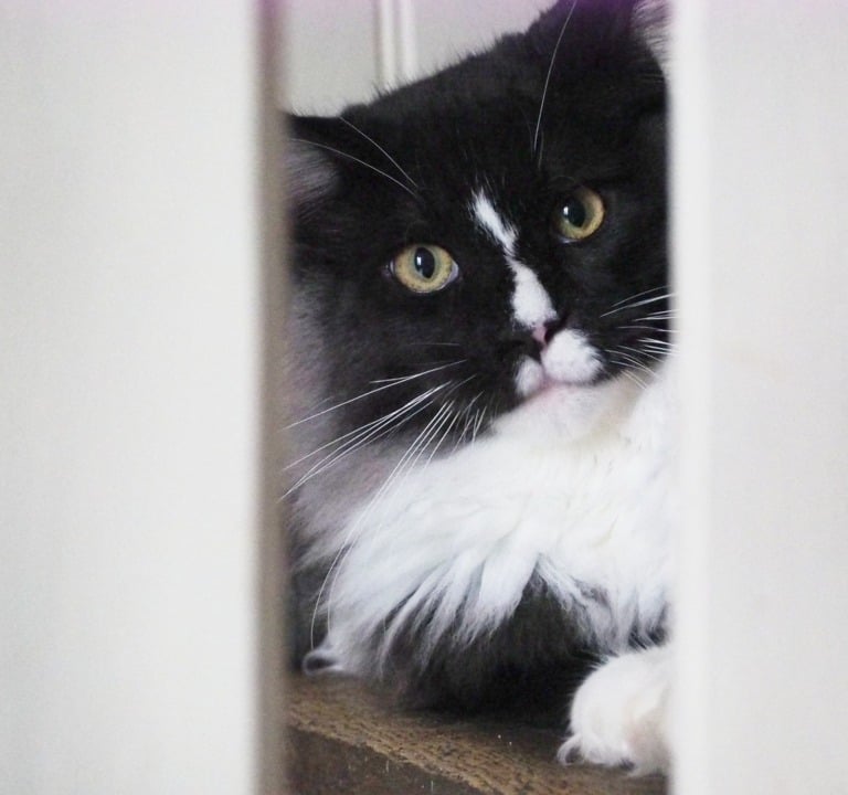 Arod Bashabas Clan's male maine coon besancon