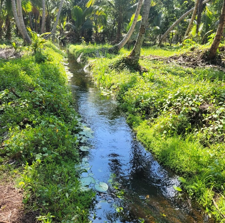 Moving brook with clear water amid palms;Arroyo en movimiento con agua clara entre palmeras