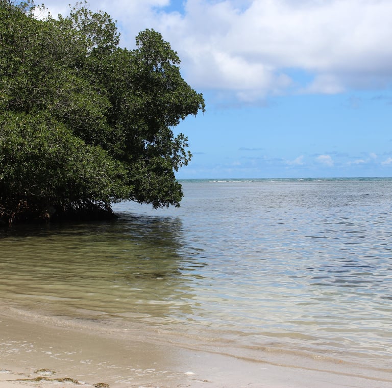 Calm sandy beach with mangroves;Playa de arena tranquila con manglares