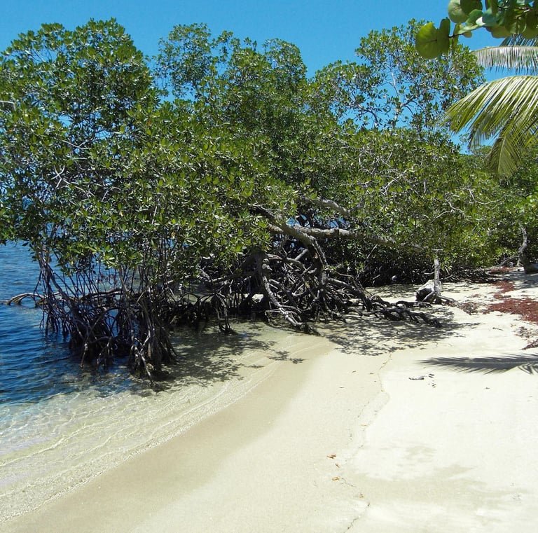 Calm sandy beach with mangroves;Playa de arena tranquila con manglares