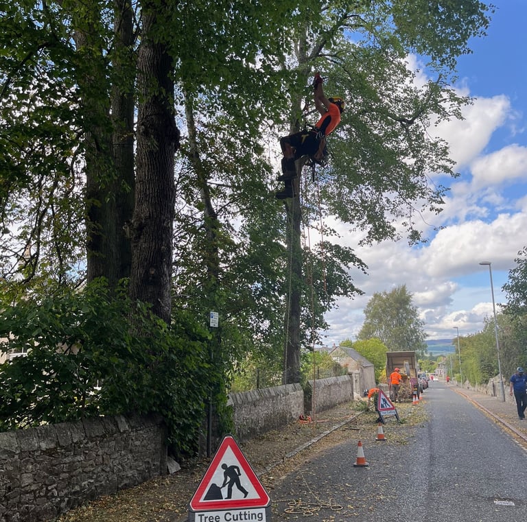 Tree Surgery Kemnay