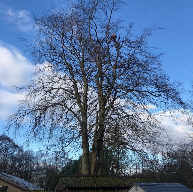 Tree Surgery Inverurie