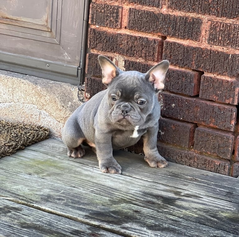 A grey blue French Bulldog puppy sitting on a wooden porch by a red brick wall.