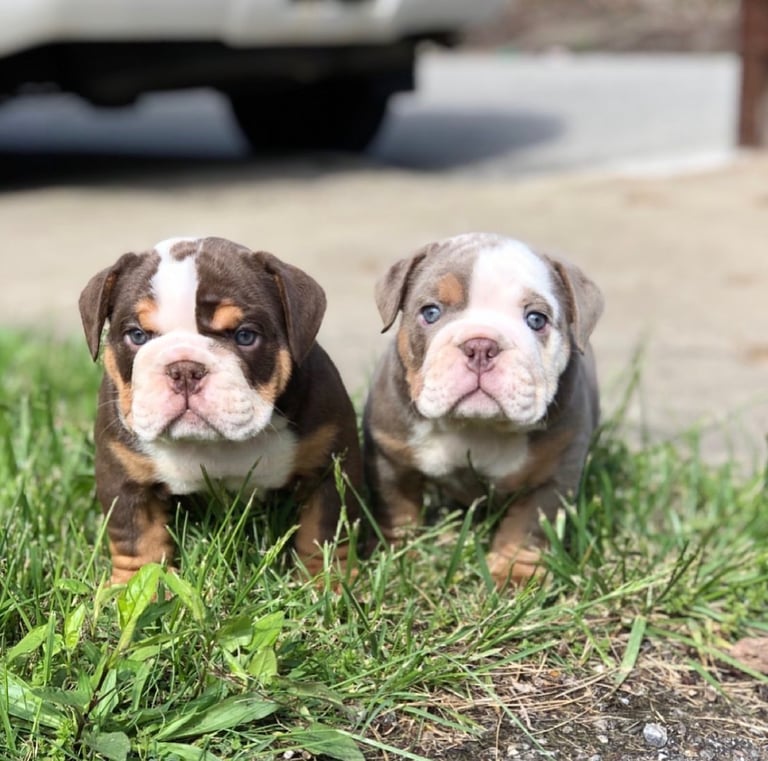 Two adorable English Bulldog puppies with rare merle and chocolate coats sitting in green grass.