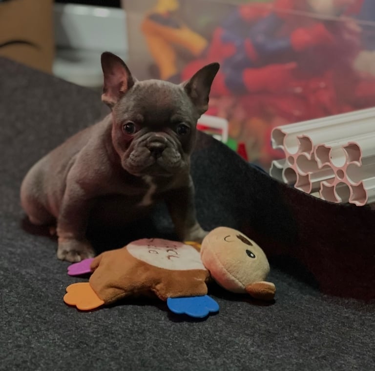 A small blue French Bulldog puppy sitting on a gray rug next to a plush monkey chew toy.