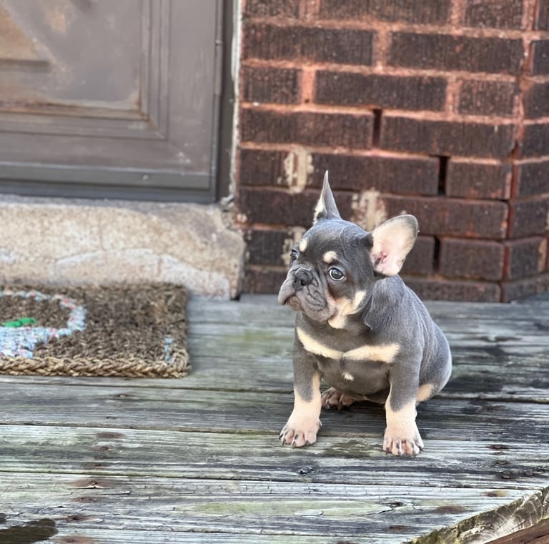 A grey and tan French Bulldog puppy sitting on a wooden deck next to a brick wall.