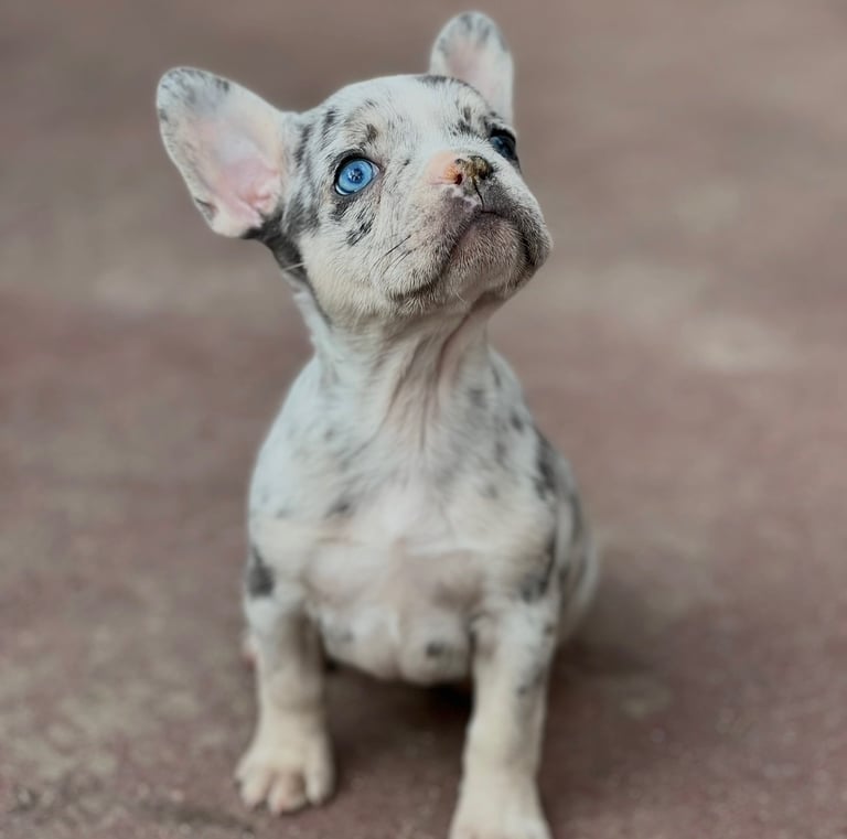 Merle French Bulldog puppy with bright blue eyes sitting outdoors looking up.