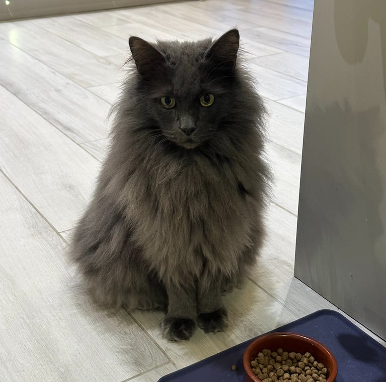 Please sir can I have some more Dreamies?