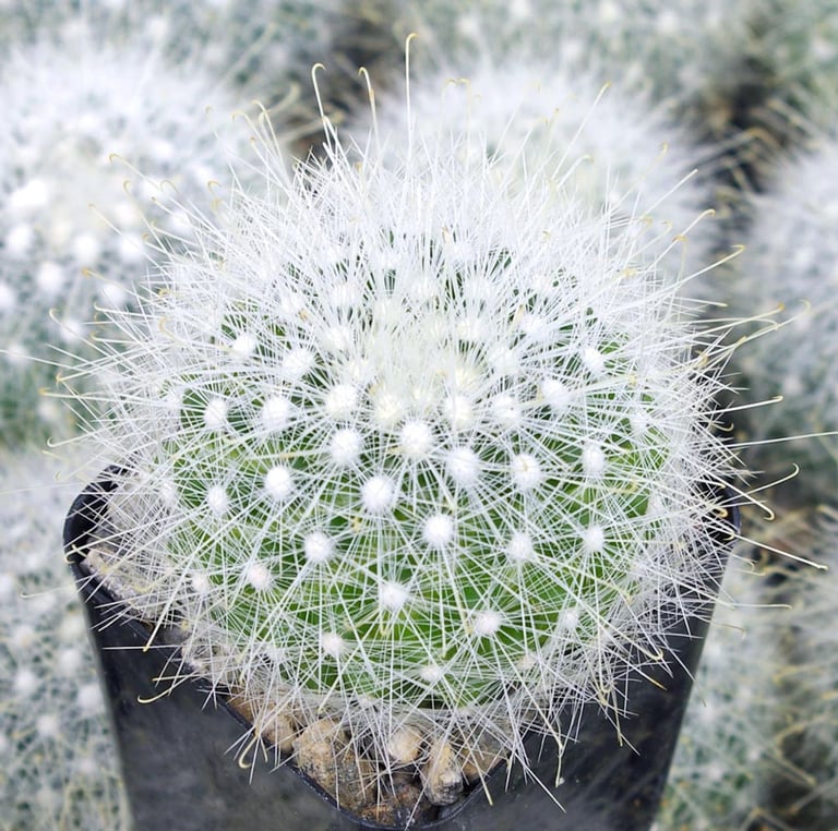 the small Snowball Cactus with white thorns